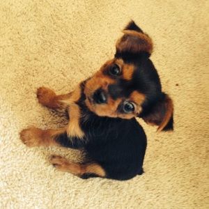 Meet your Posher, Lex